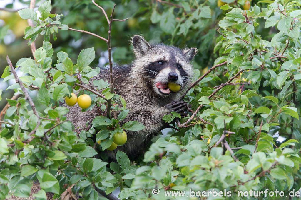 Waschbär