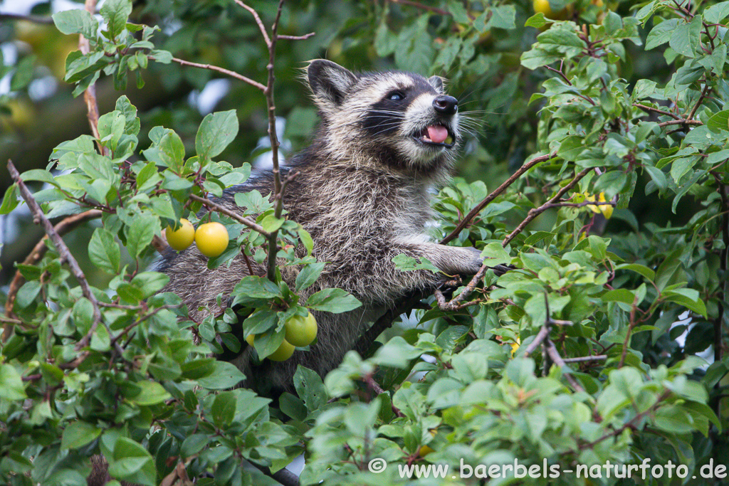 Waschbär