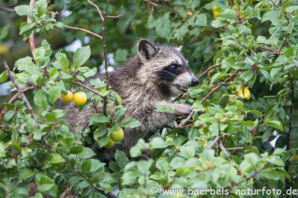 Waschbär