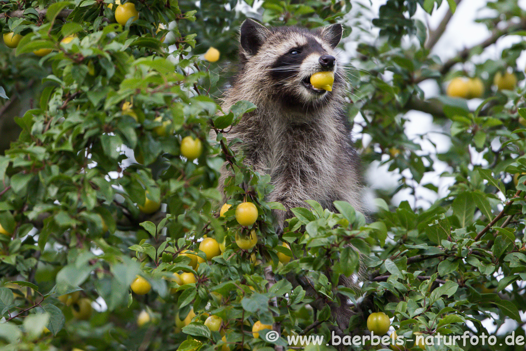 Waschbär