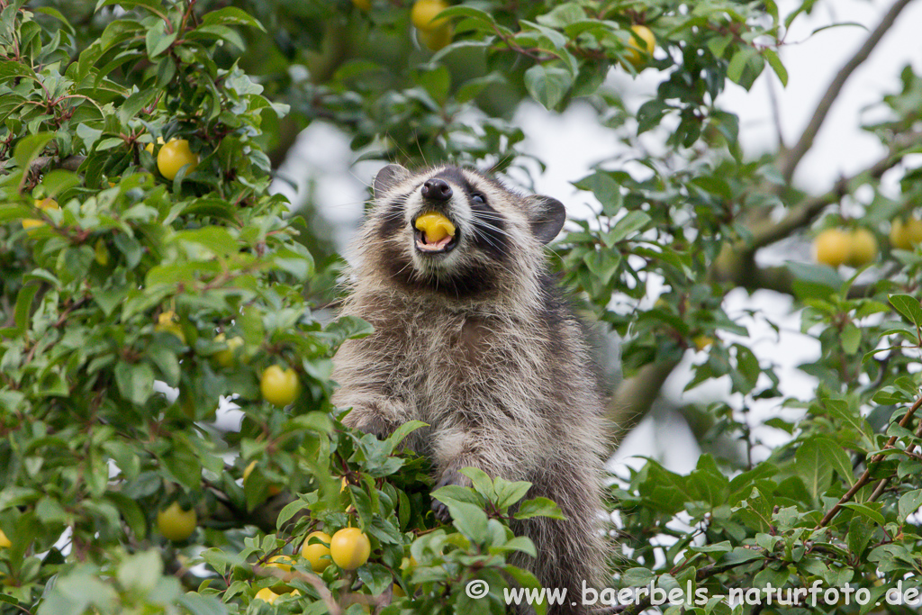 Waschbär