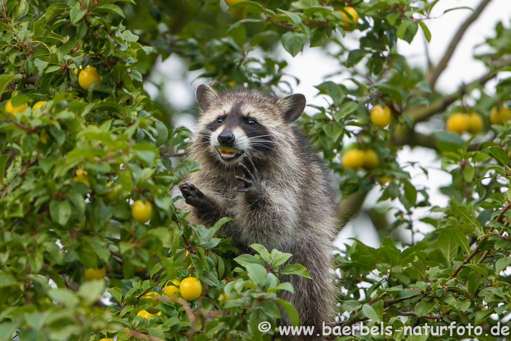 Waschbär