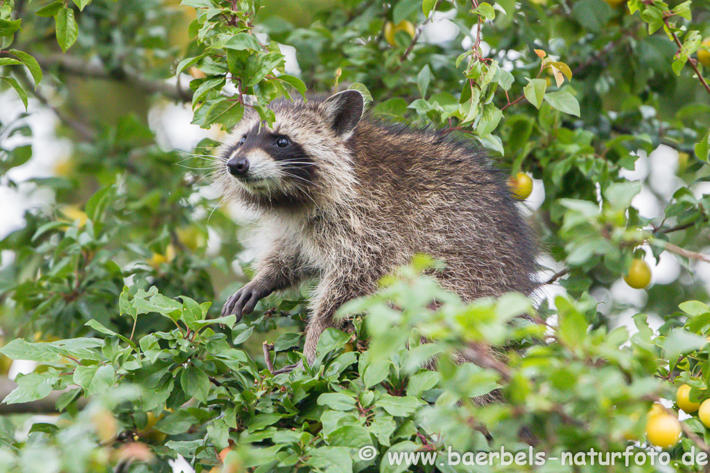 Waschbär