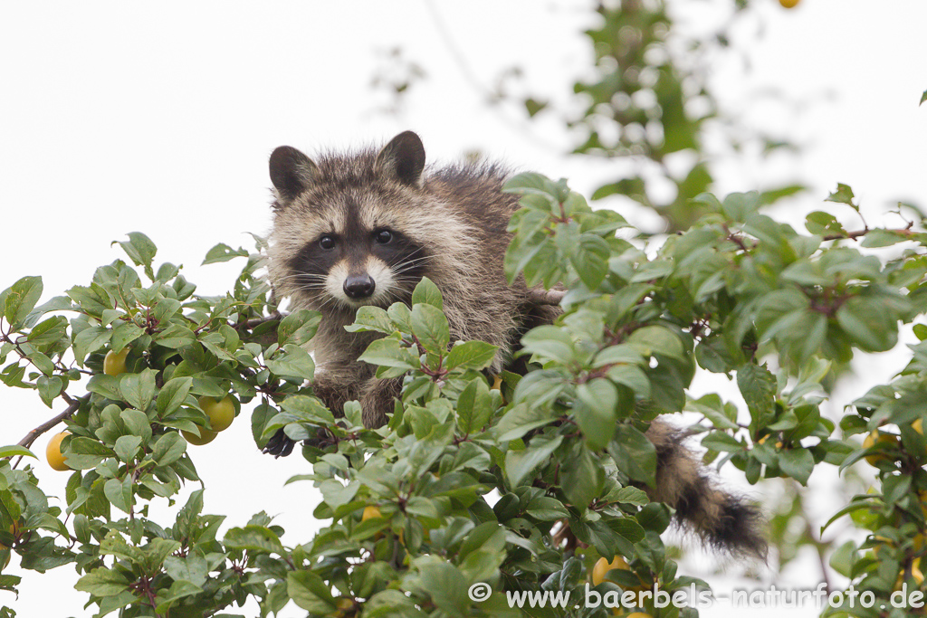 Waschbär