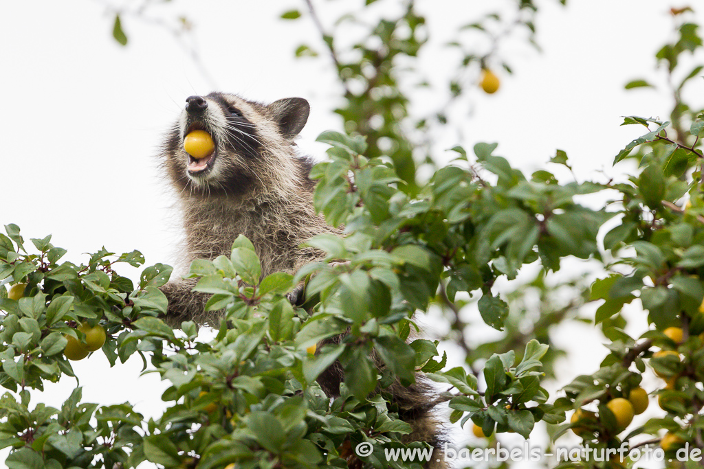 Waschbär