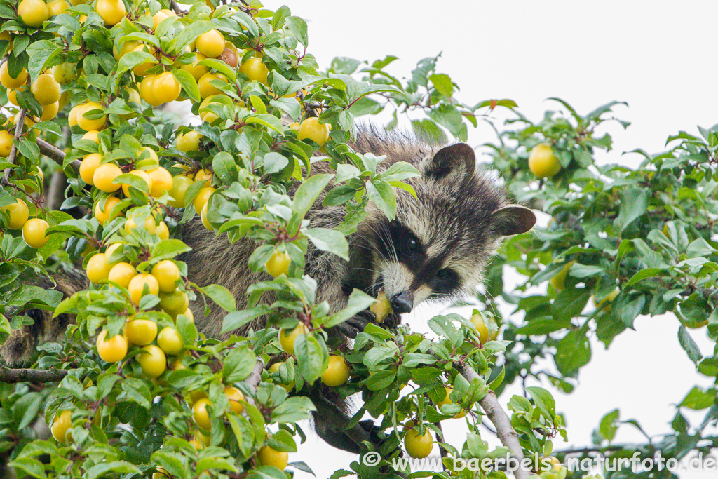 Waschbär