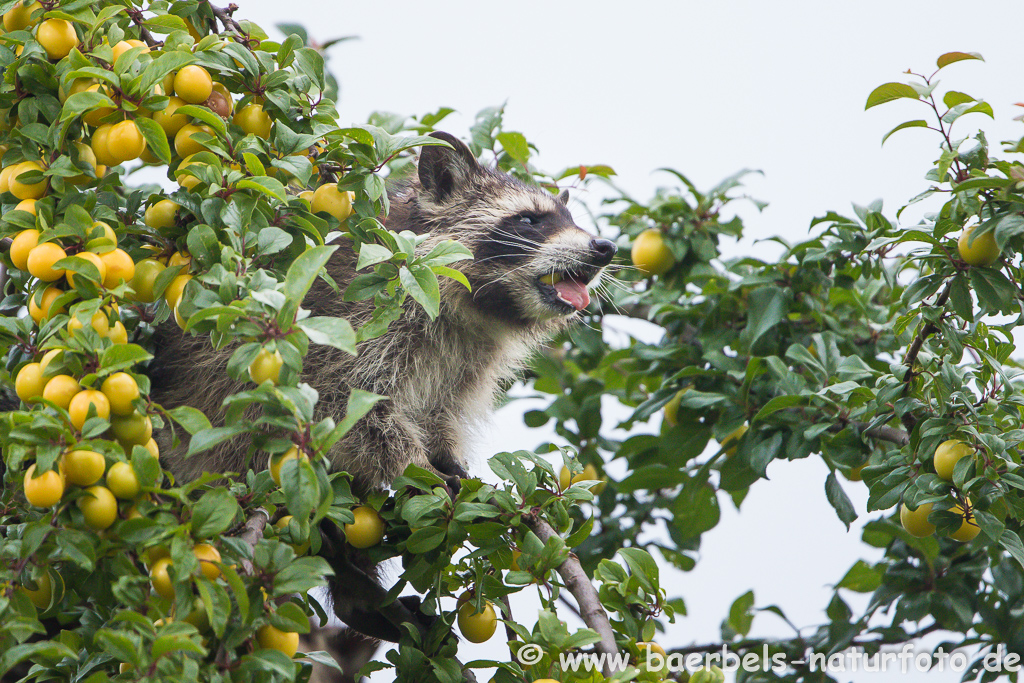 Waschbär