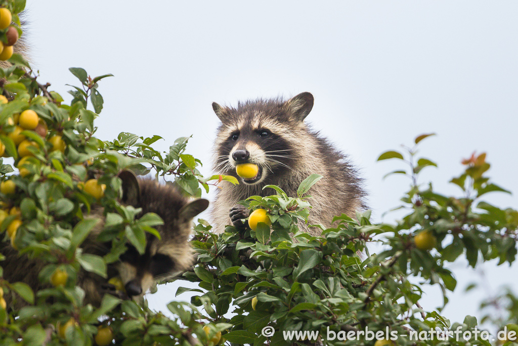 Waschbär