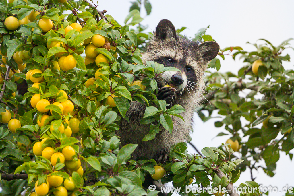 Waschbär