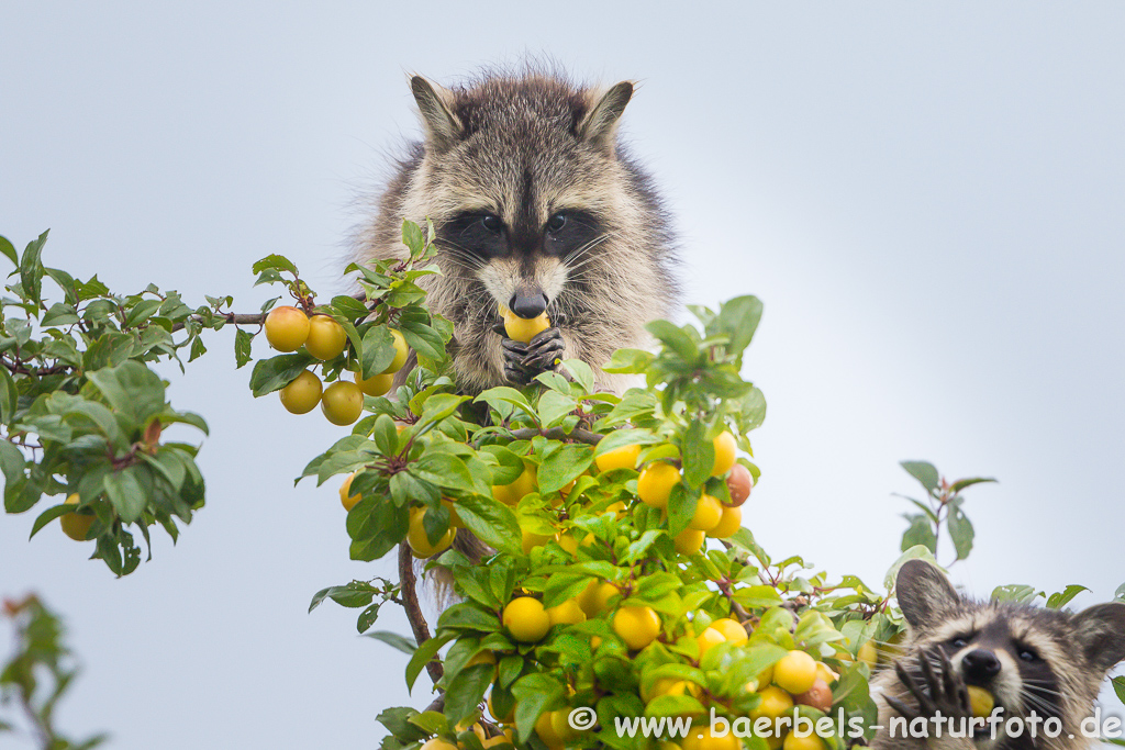 Waschbär