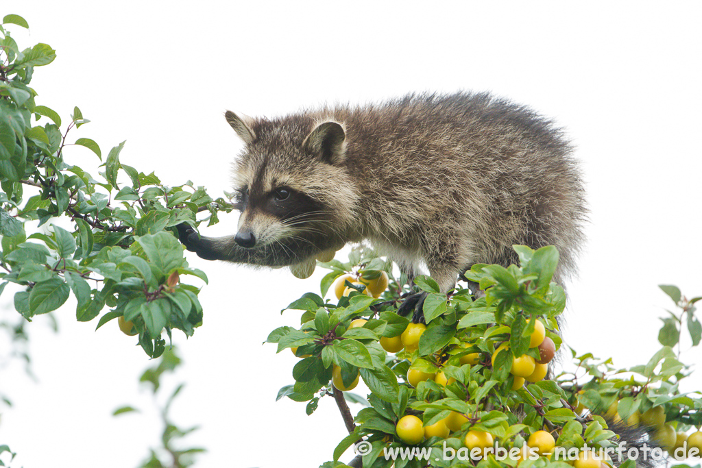 Waschbär