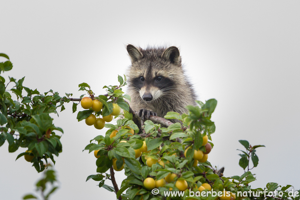 Waschbär