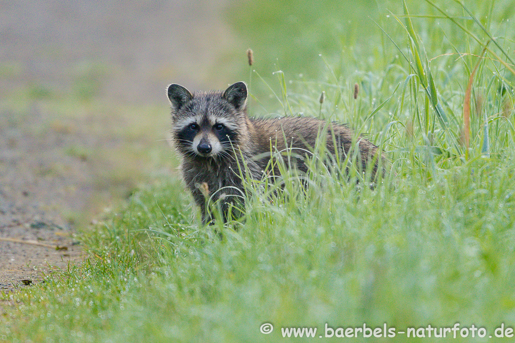 Waschbär