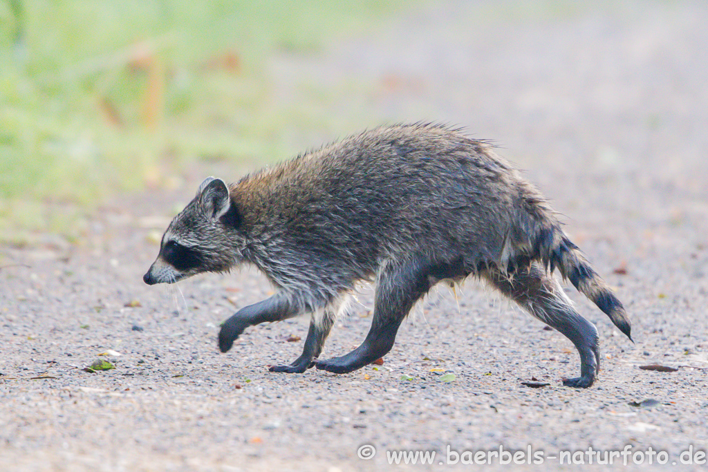 Waschbär