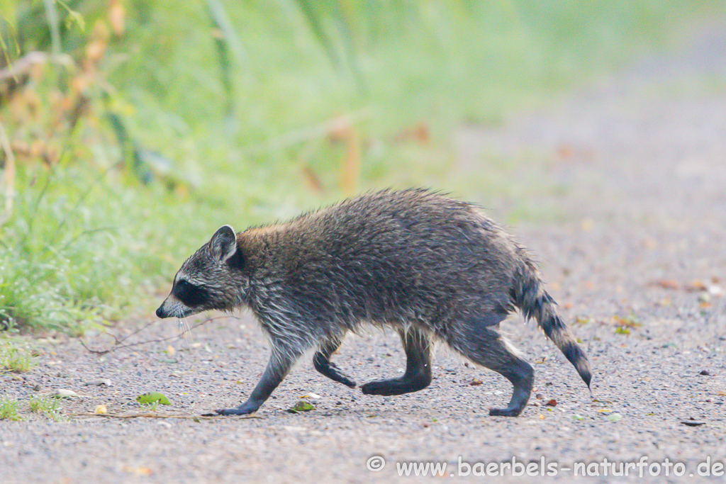 Waschbär