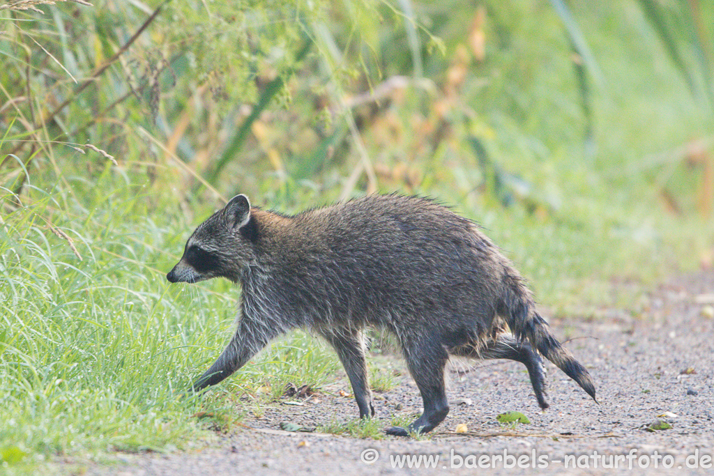 Waschbär