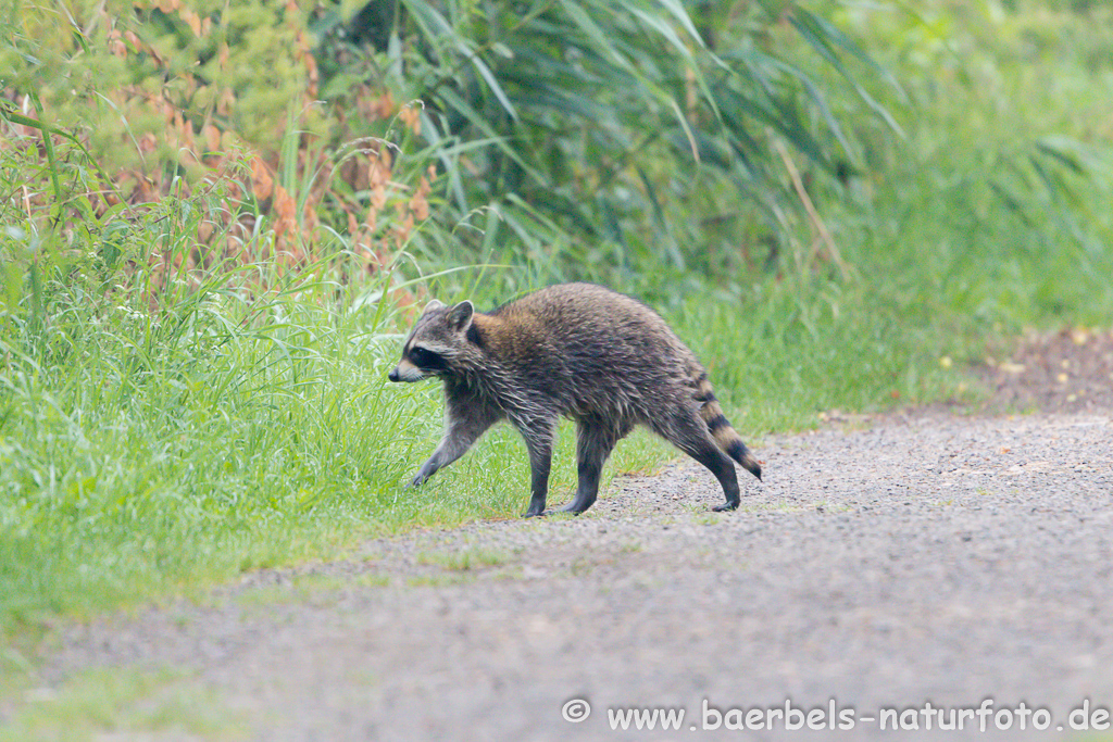 Waschbär