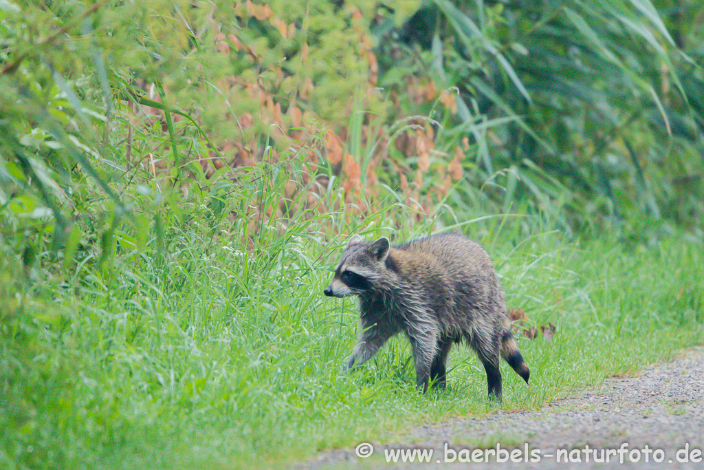 Waschbär