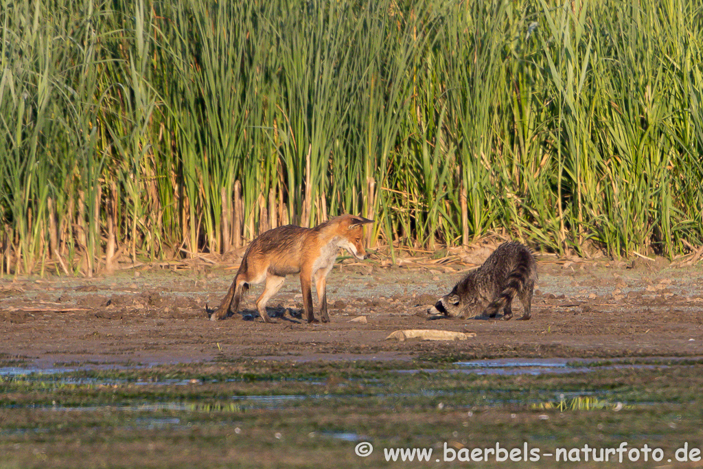 Waschbär