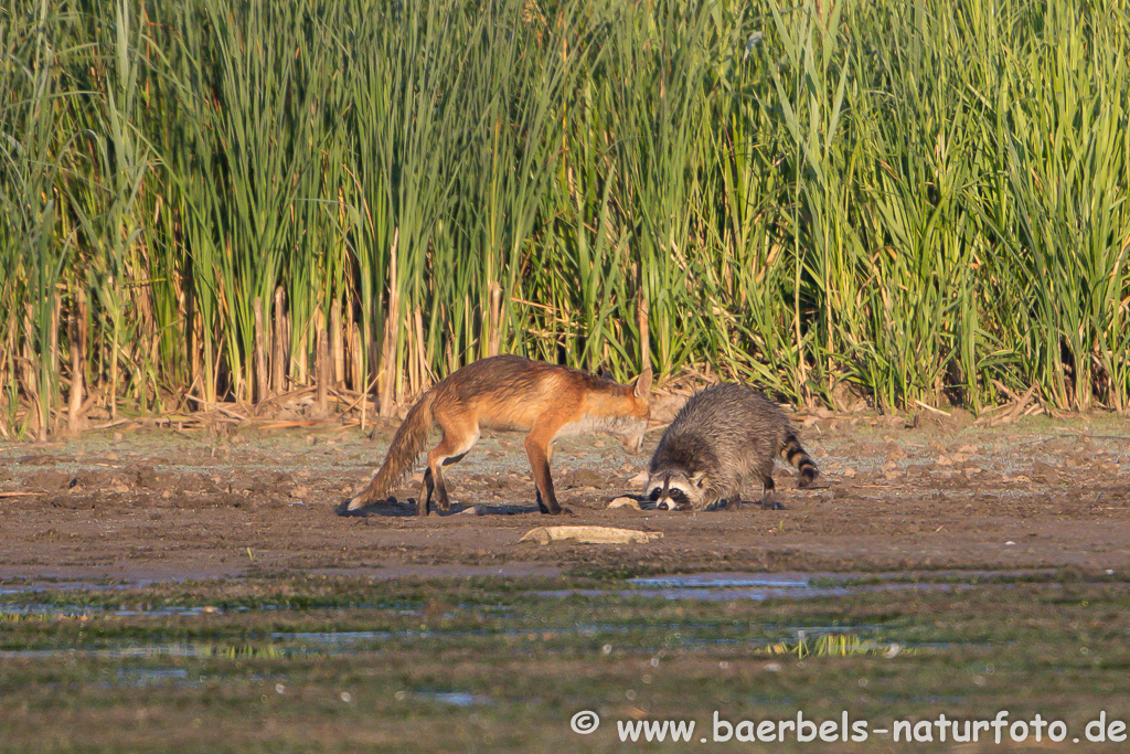 Waschbär