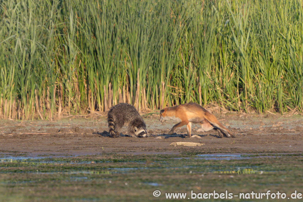 Waschbär