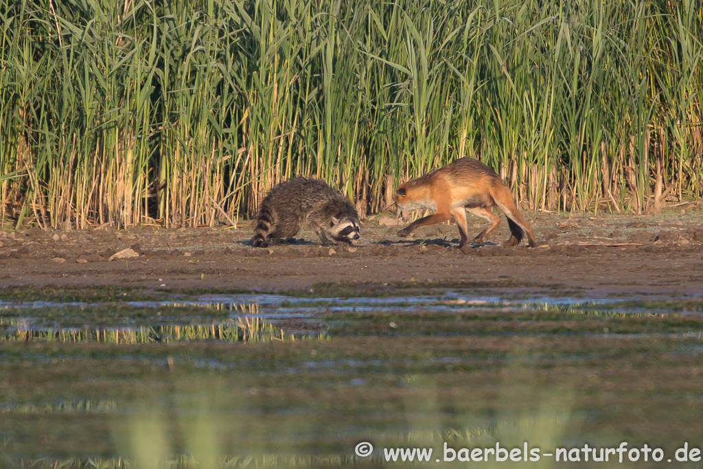 Waschbär