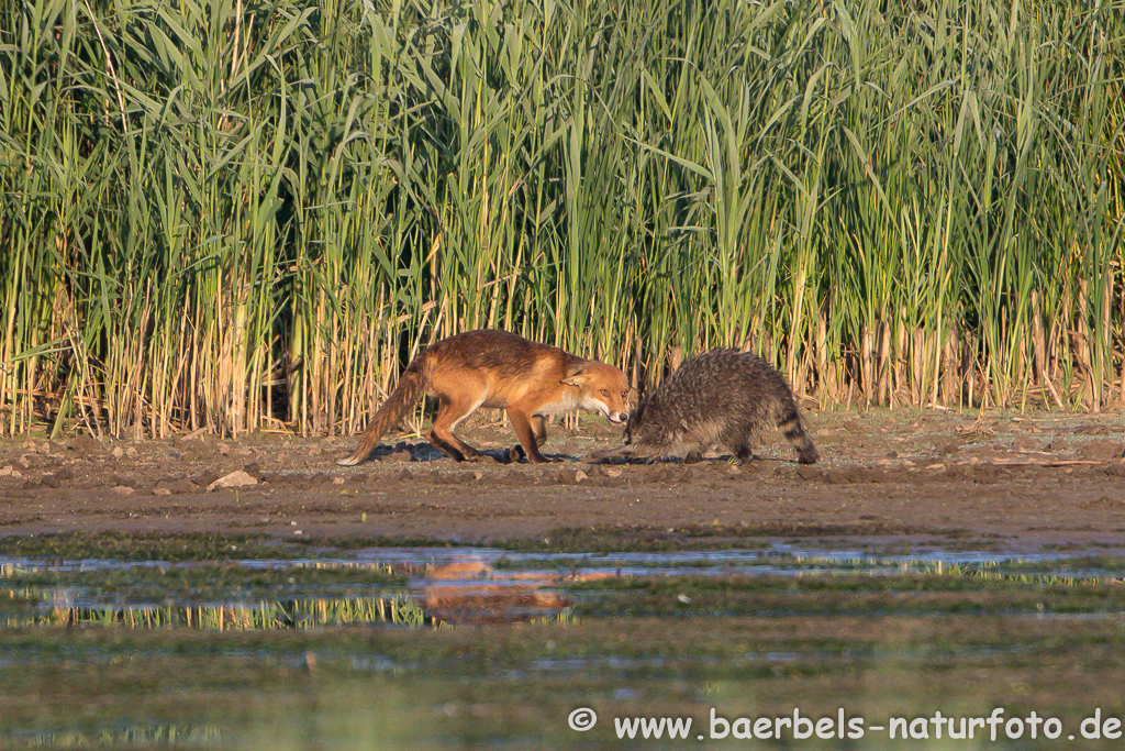 Waschbär