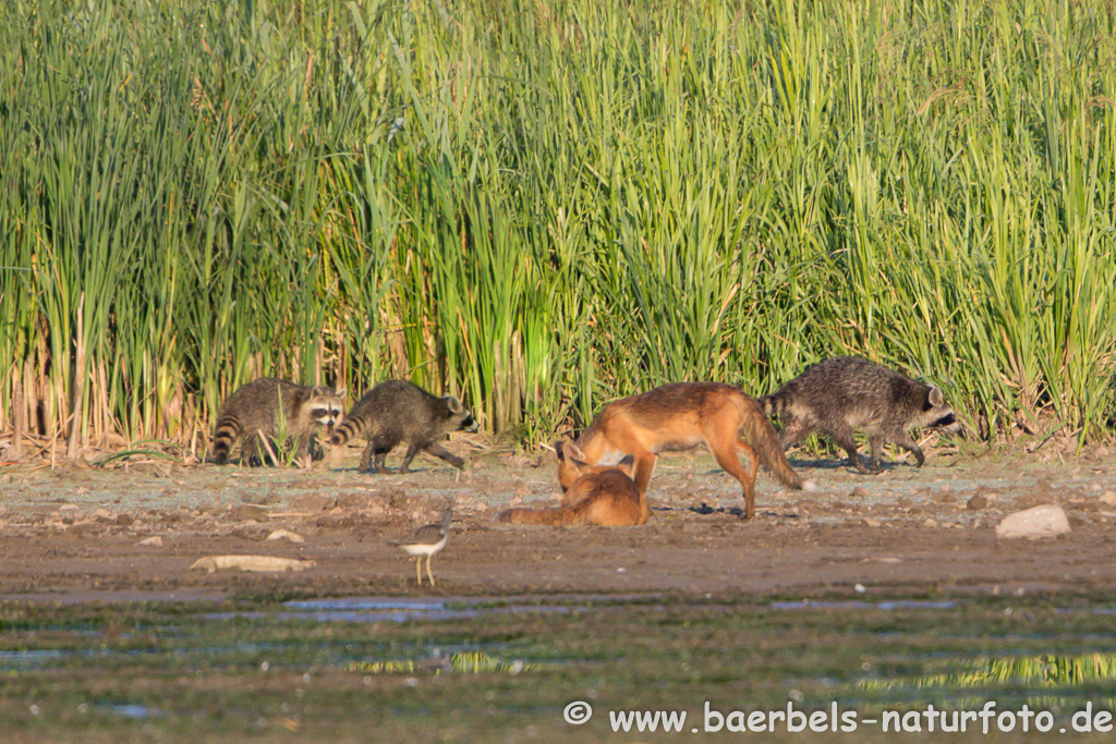 Waschbär