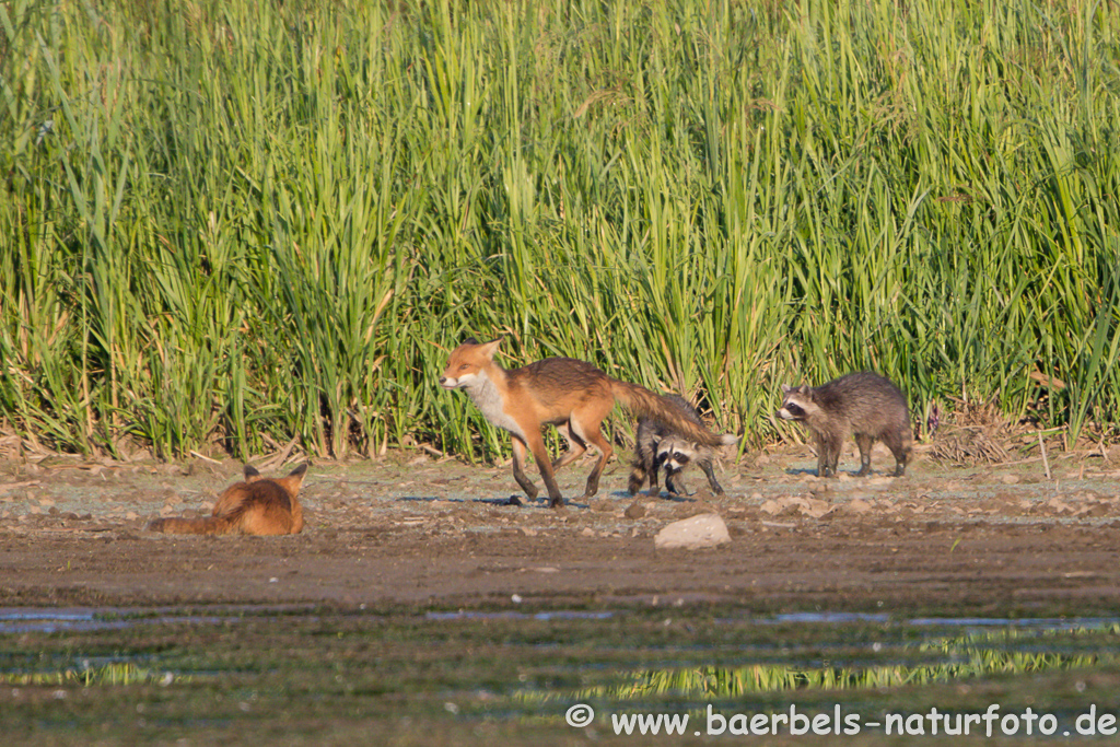 Waschbär