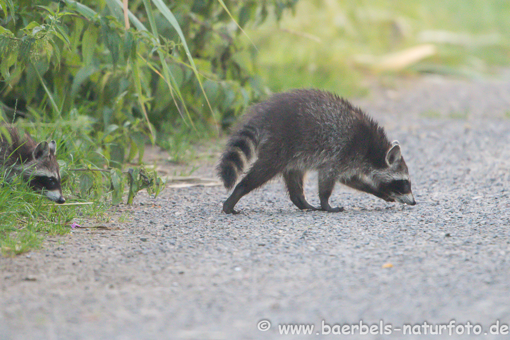 Waschbär