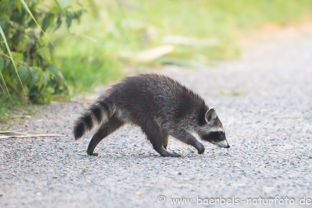 Waschbär