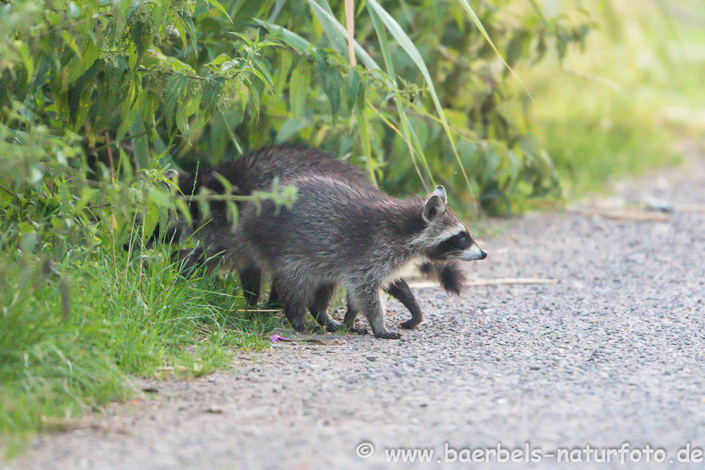 Waschbär