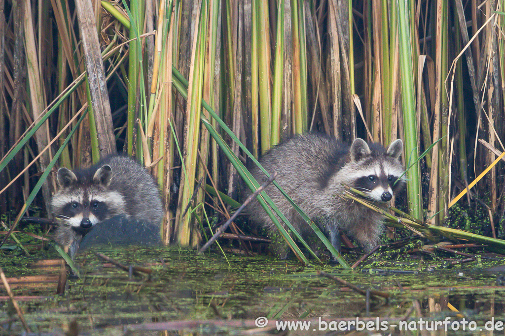 Waschbär