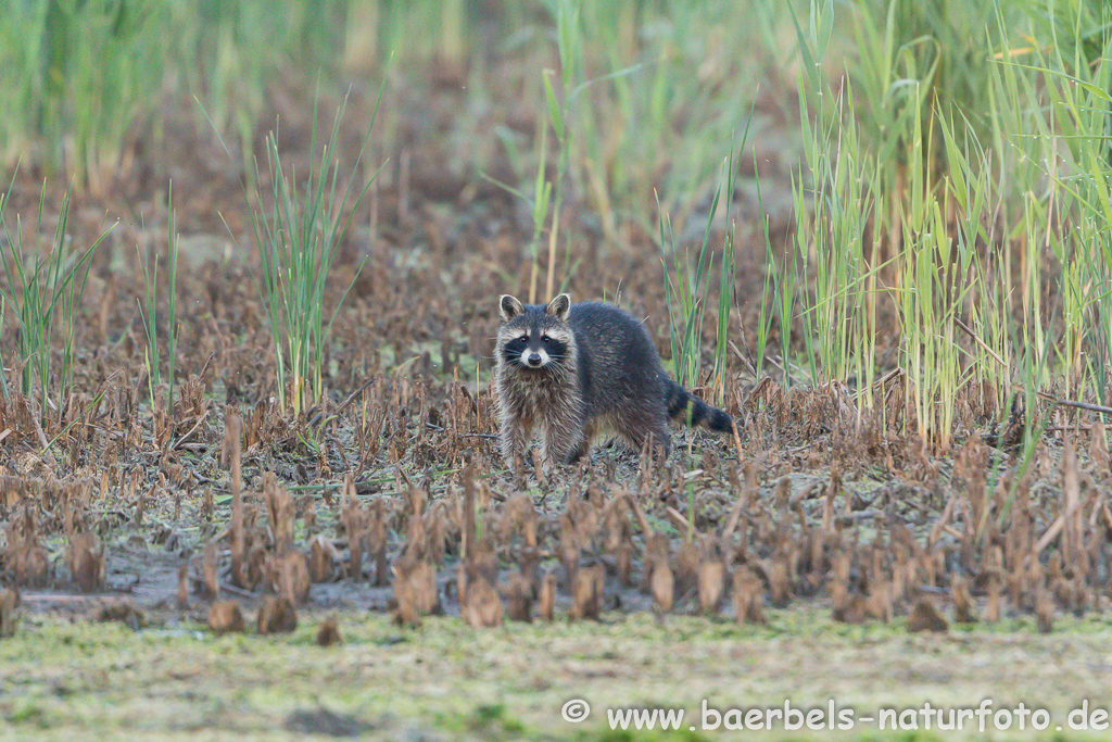 Waschbär