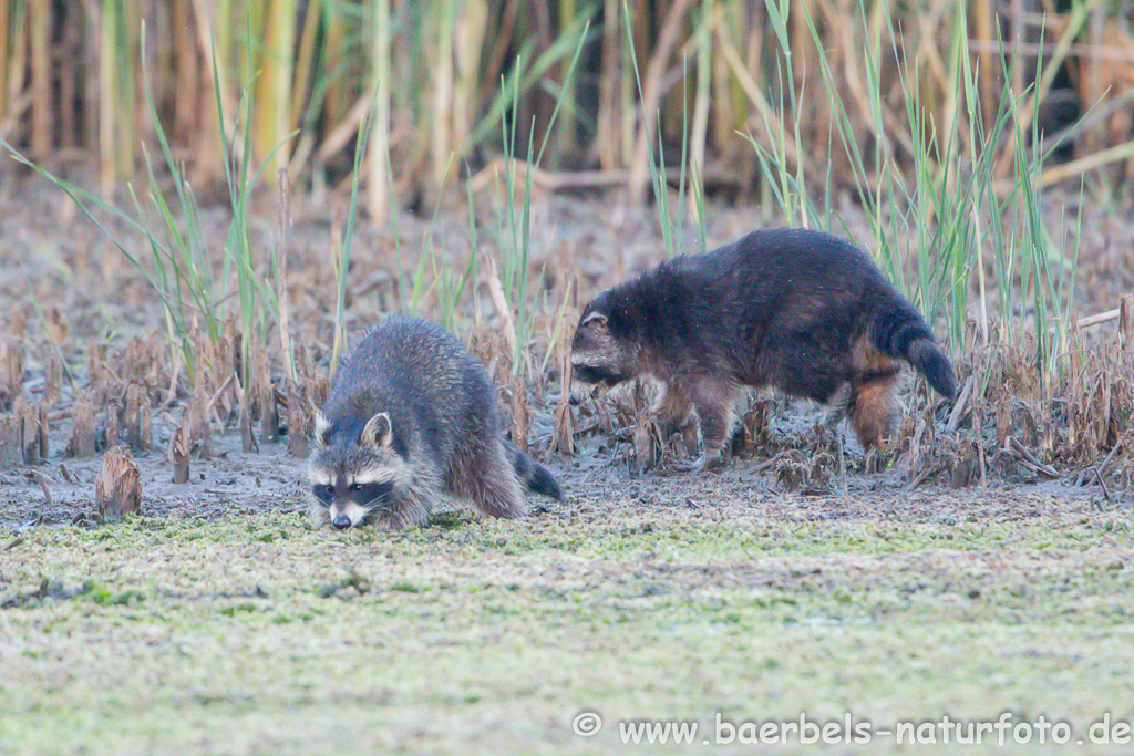 Waschbär