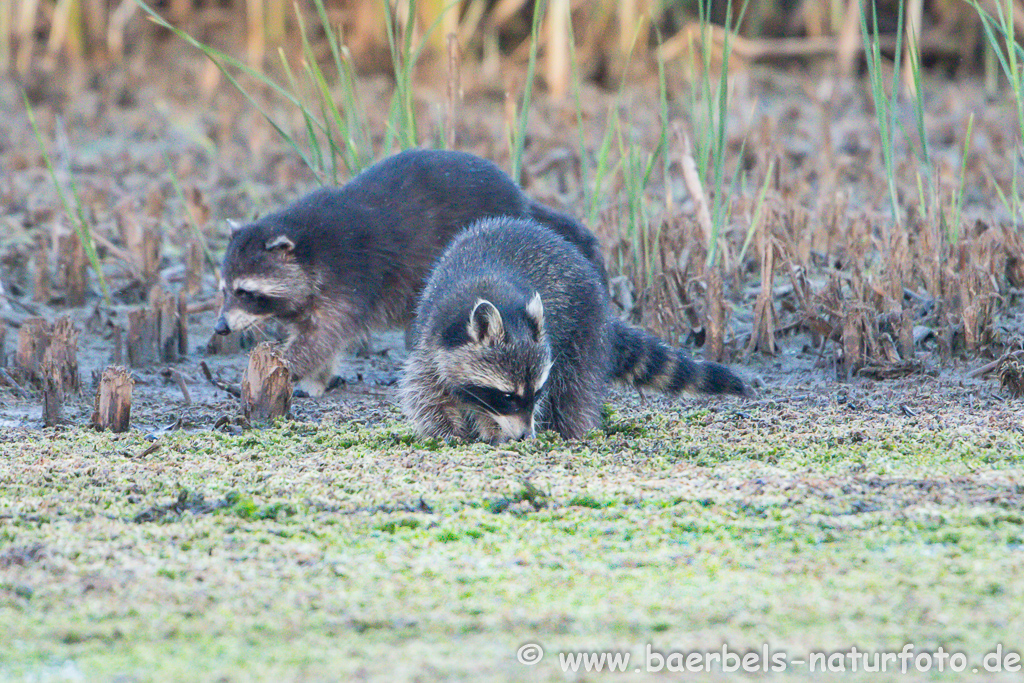 Waschbär