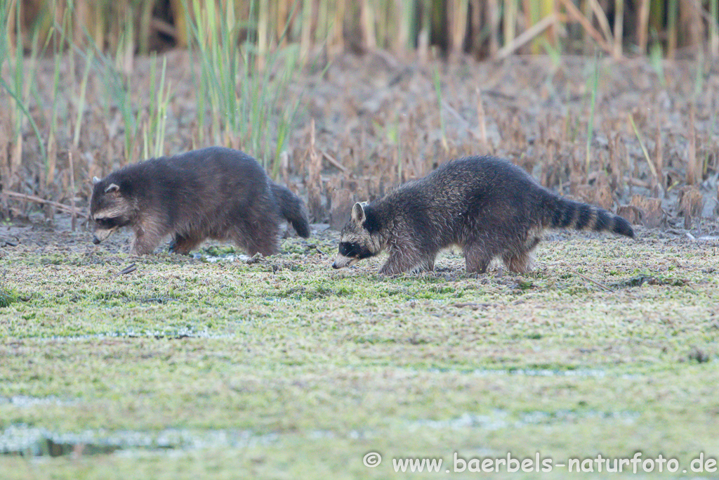 Waschbär