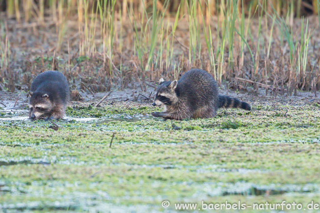 Waschbär