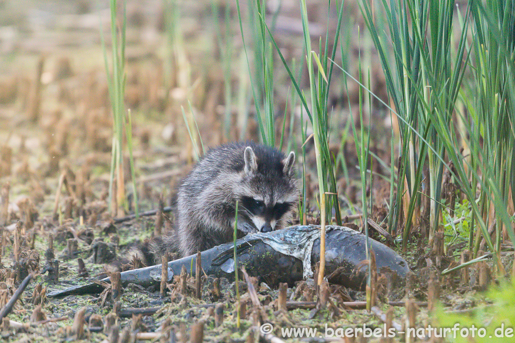 Waschbär