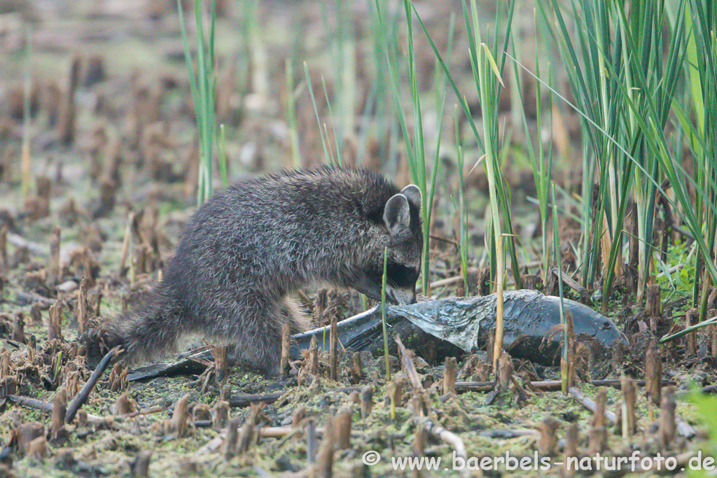 Waschbär