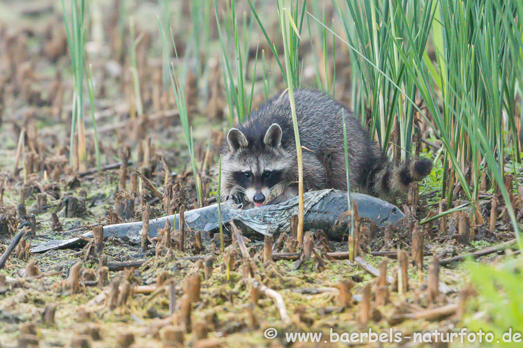 Waschbär