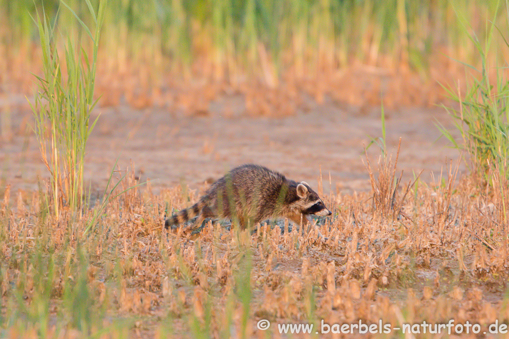 Waschbär