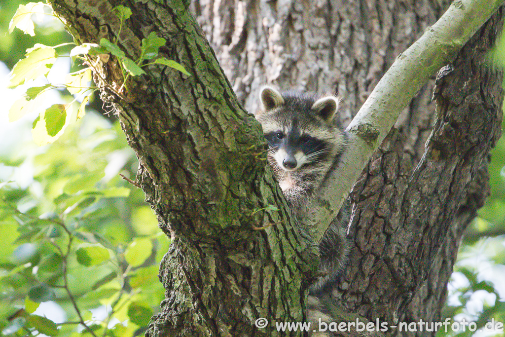 Waschbär