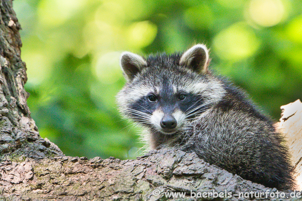 Waschbär