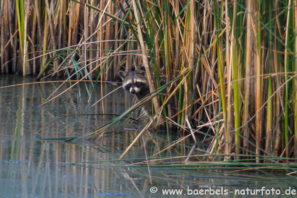 Waschbär