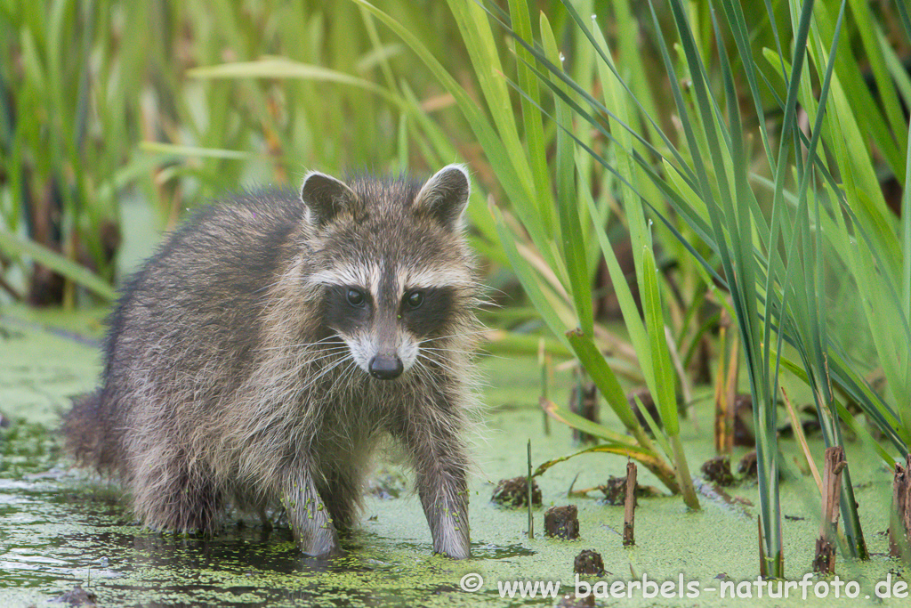 Waschbär