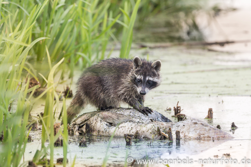 Waschbär