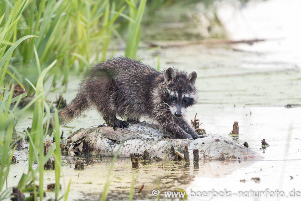 Waschbär