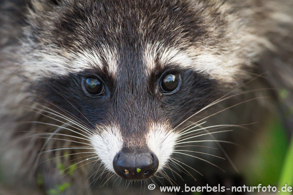 Waschbär