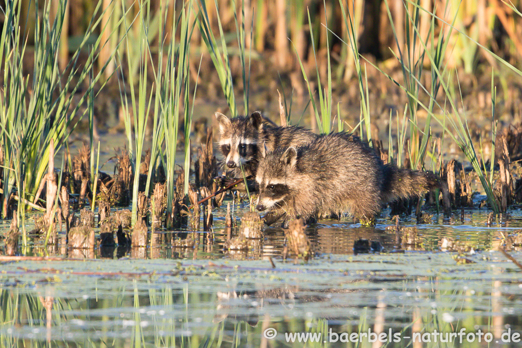 Waschbär